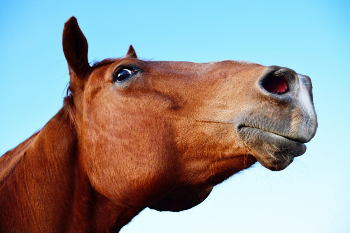 Los caballos pueden planificar y elaborar estrategias, según muestra un nuevo estudio