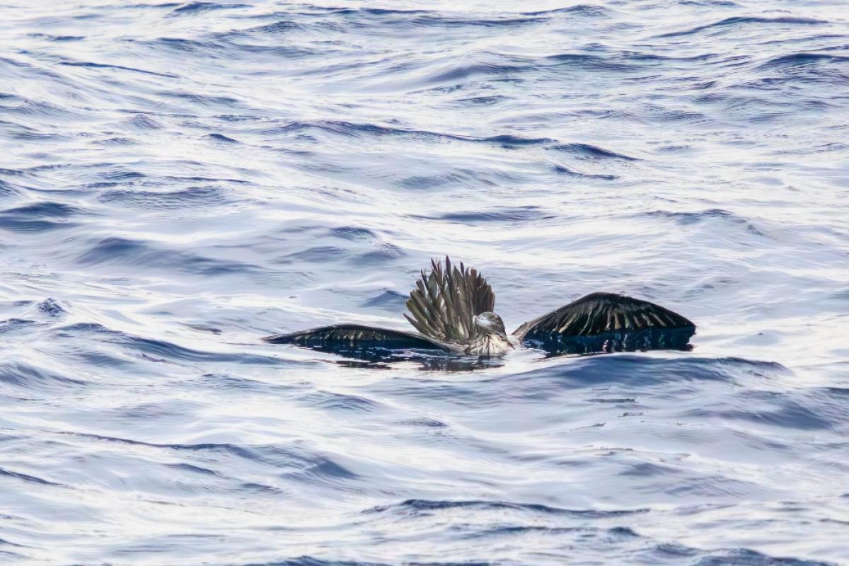 Una pardela en el mar