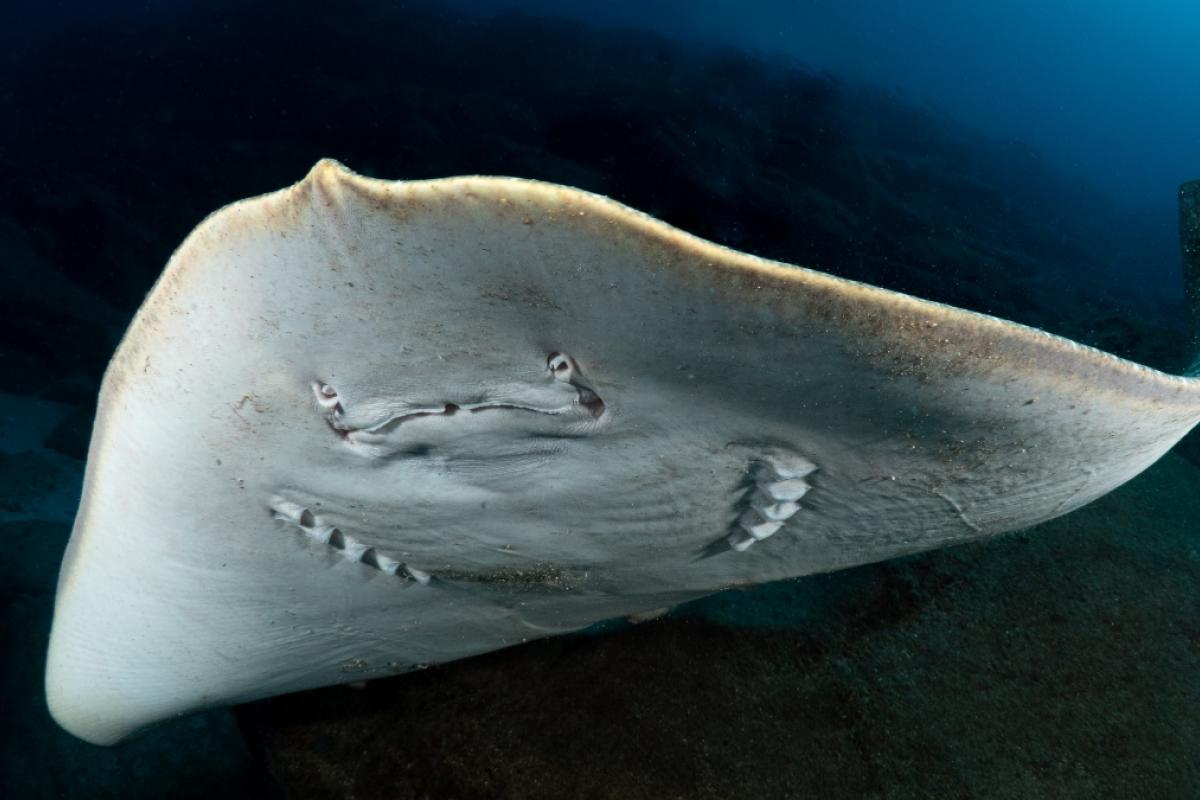 Gymnura altavela (mantelina)