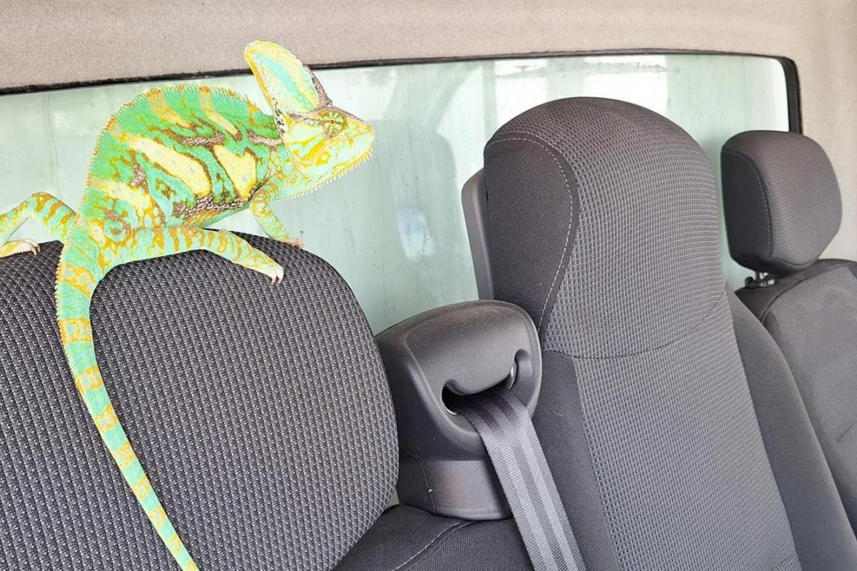 Camaleón encontrado en Alcudia, Mallorca.