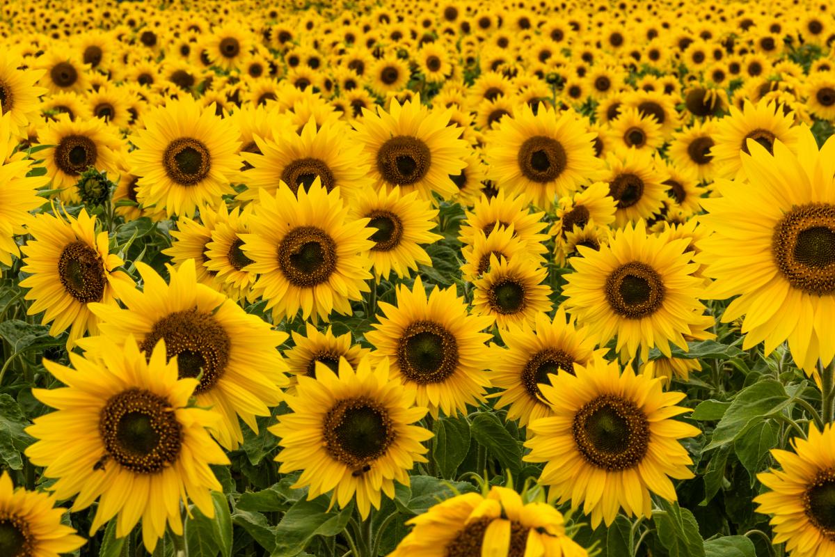 Imagen de archivo de un campo de girasoles.