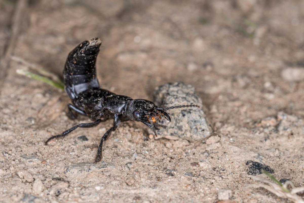Imagen de archivo de un ejemplar de escarabajo errante o de la podredumbre ('Devil's Coach Horse'), en posición defensiva, en un bosque bávaro (Alemania).