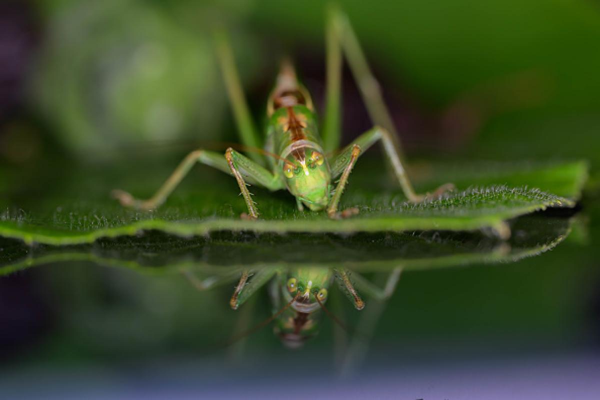 Imagen de archivo de un ejemplar de grillo verde largo ('Tettigonia viridissima'), visto en Bruselas (Bélgica).