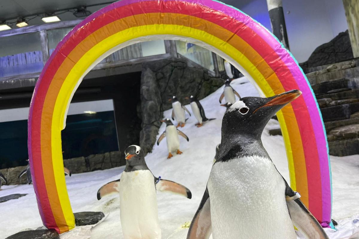 El pingüino Sphen, en primer plano, junto a su pareja Magic en el acuario de Sidney.
