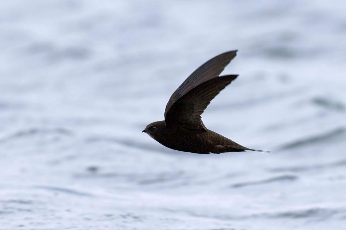 Imagen de archivo de un ejemplar de vencejo ('Apus, apus').