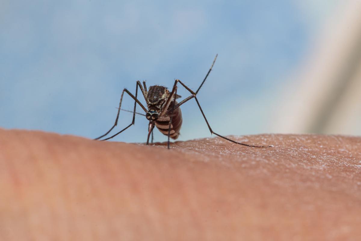 Imagen de archivo de un mosquito Aedes.