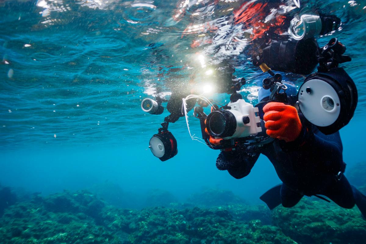 Imagen de archivo de un submarinista tomando instantáneas de un ejemplar juvenil de ,' Regalecus glesne'.