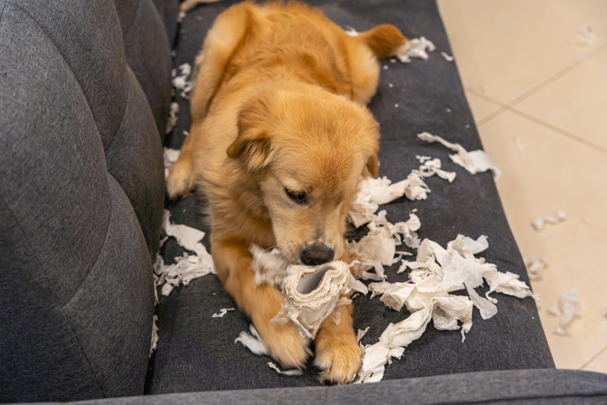Perro destroza un pañuelo de papel.