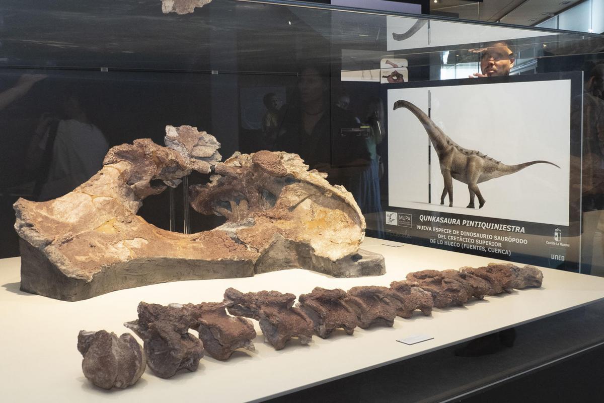 Qunkasaura pintiquiniestra es una nueva especie de titanosaurio identificada en los restos de un esqueleto hallado en el yacimiento de Lo Hueco (Fuentes, Cuenca)