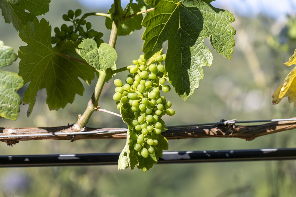 Imagen de archivo de un racimo de uvas de la variedad Godello.