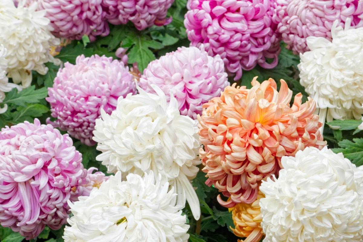 El crisantemo es una de las plantas que florecen en otoño