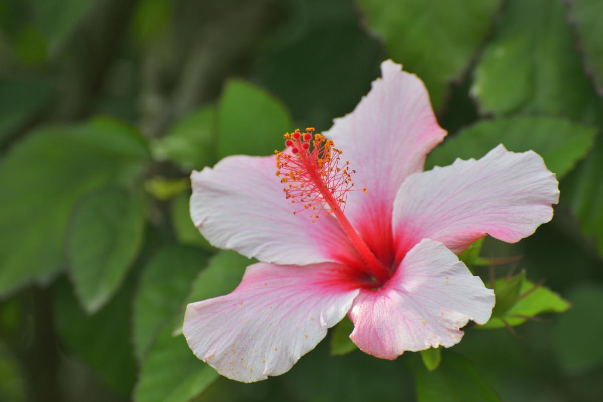 Hibiscus