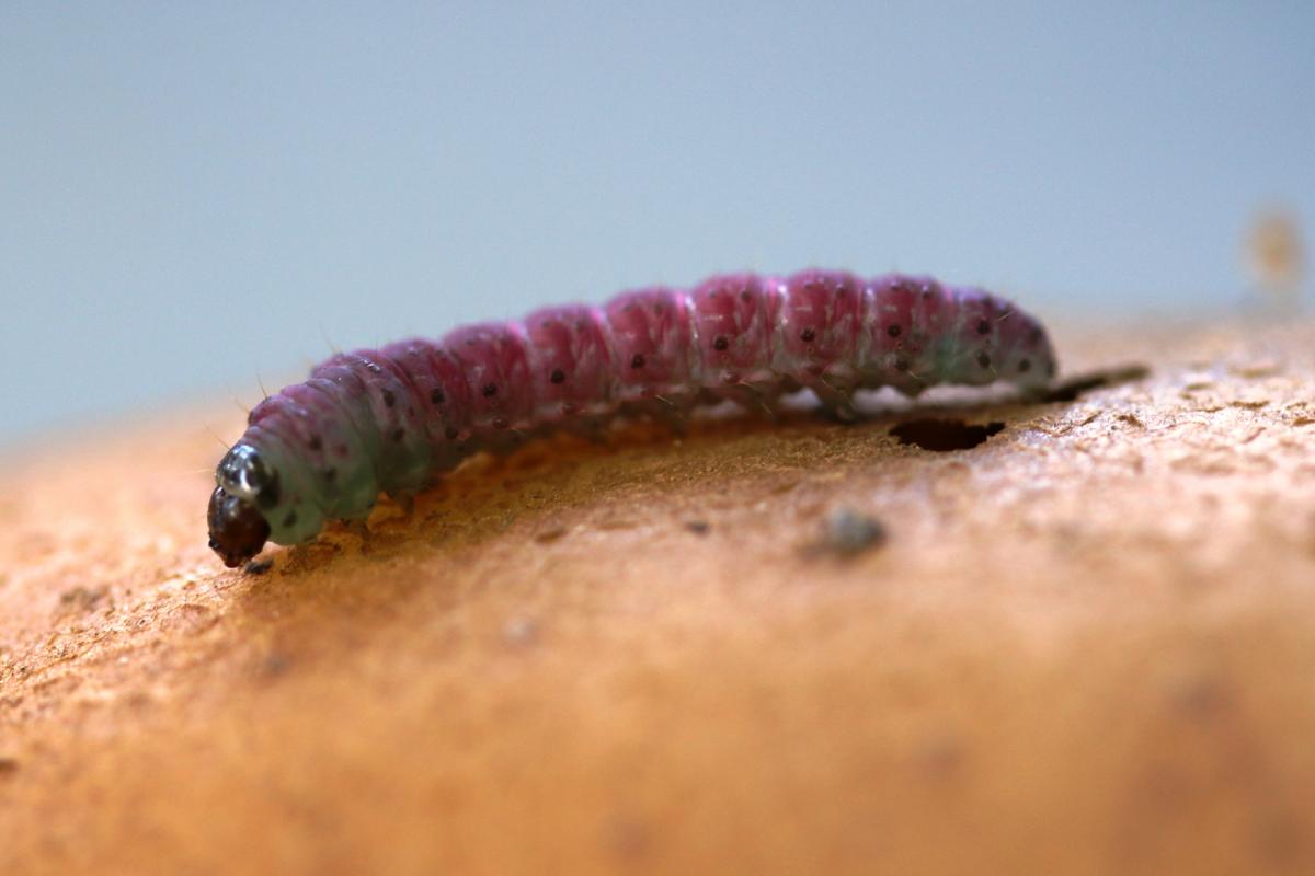 Vista lateral de una larva.