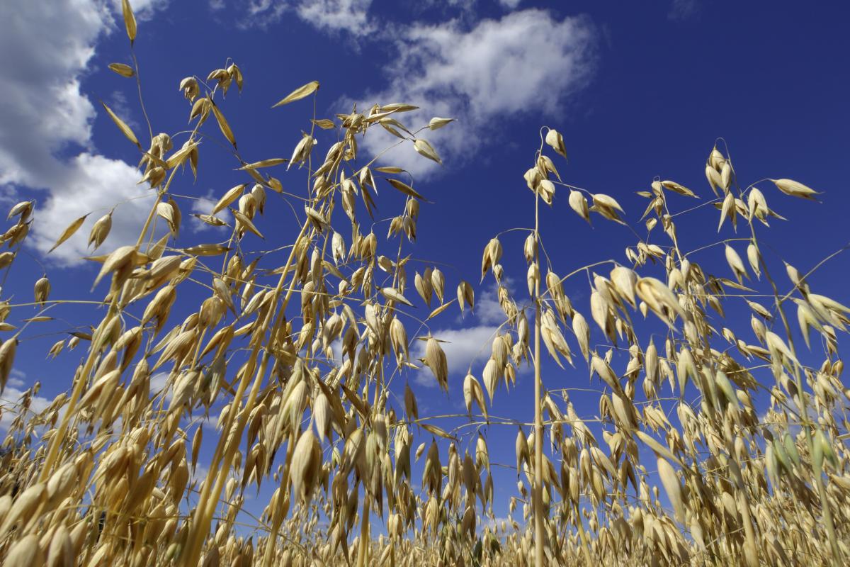 Imagen de archivo de cultivos de avena.