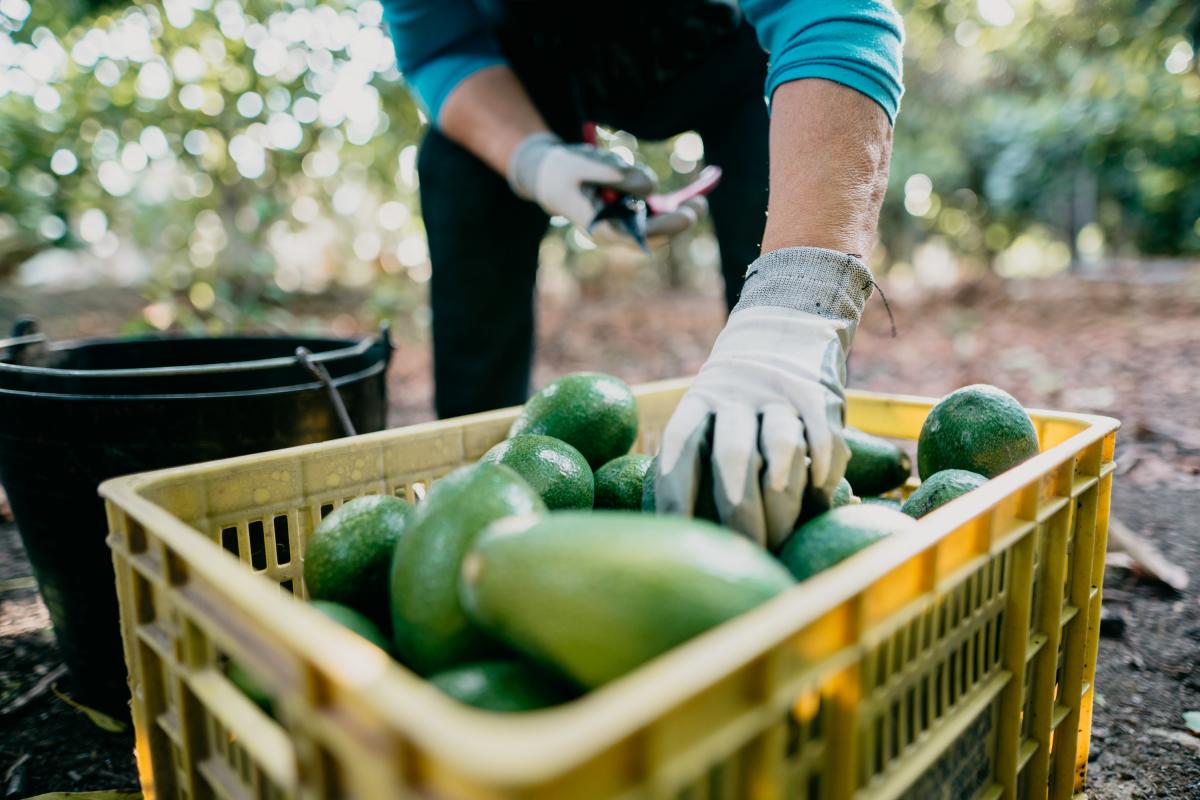 Imagen de archivo de recolección de aguacates en un campo de Vélez-Málaga (Andalucía).