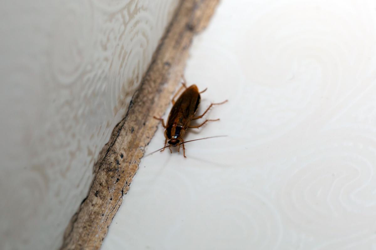 La cucaracha alemana es la especie más frecuente en España.