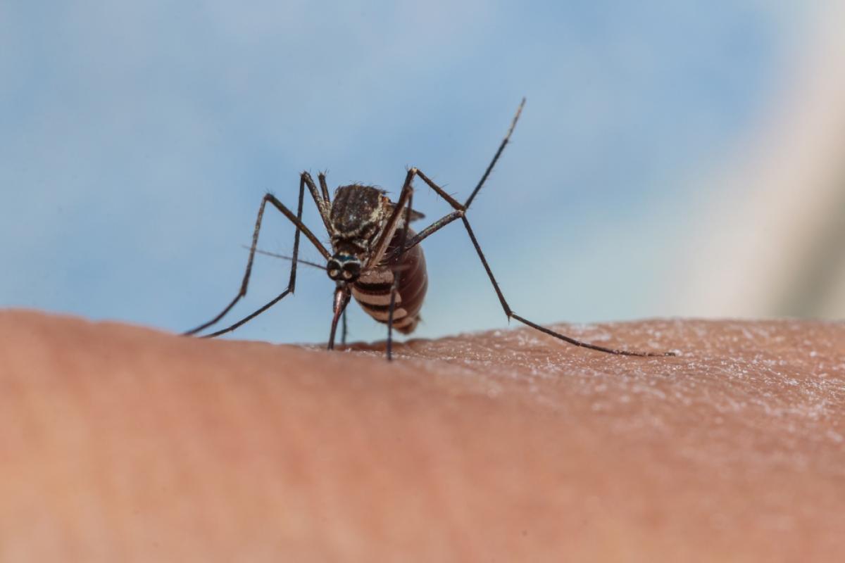 Mosquito del virus del Nilo