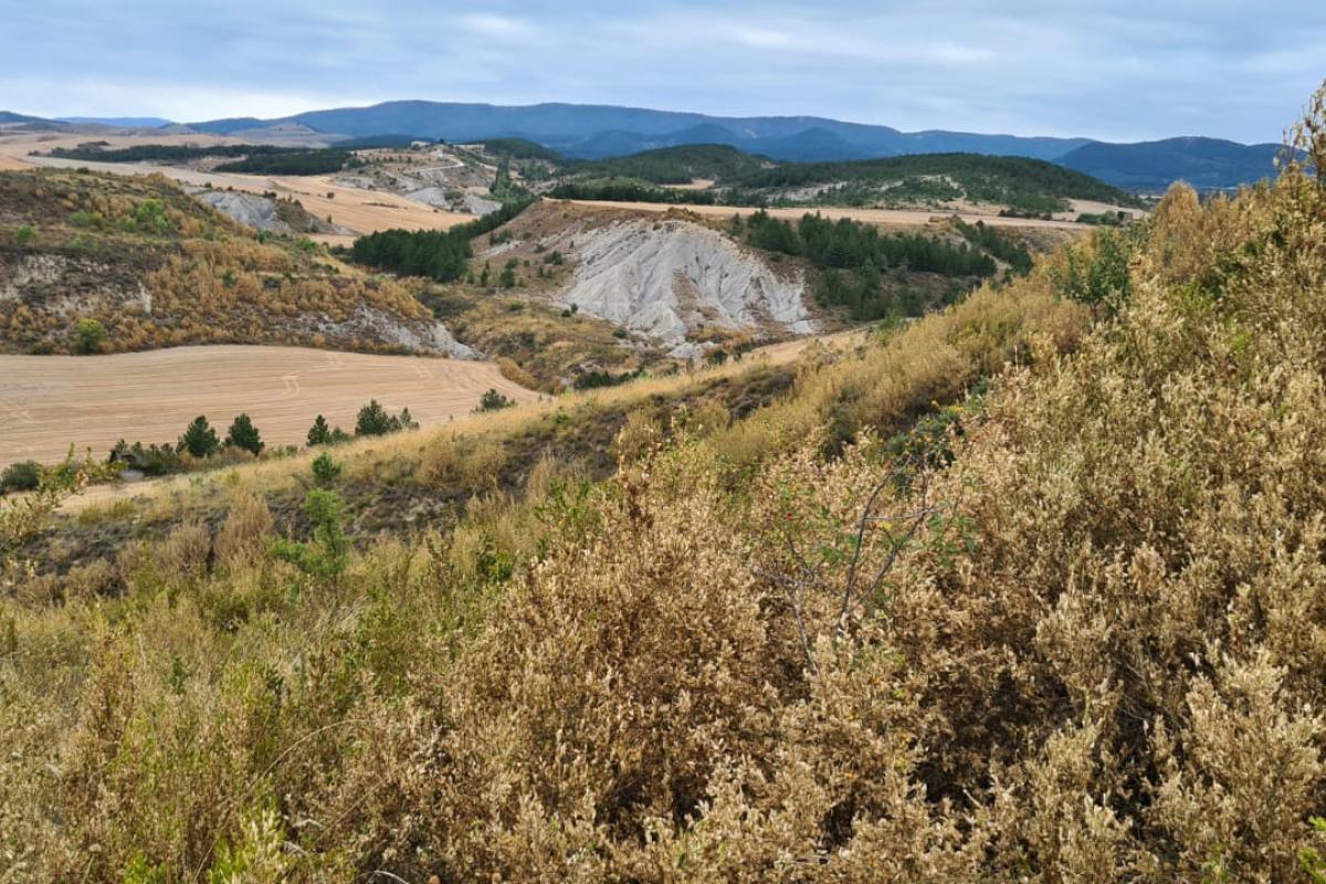 Un bosque navarro, seco, afectado por la plaga de la polilla de boj.
