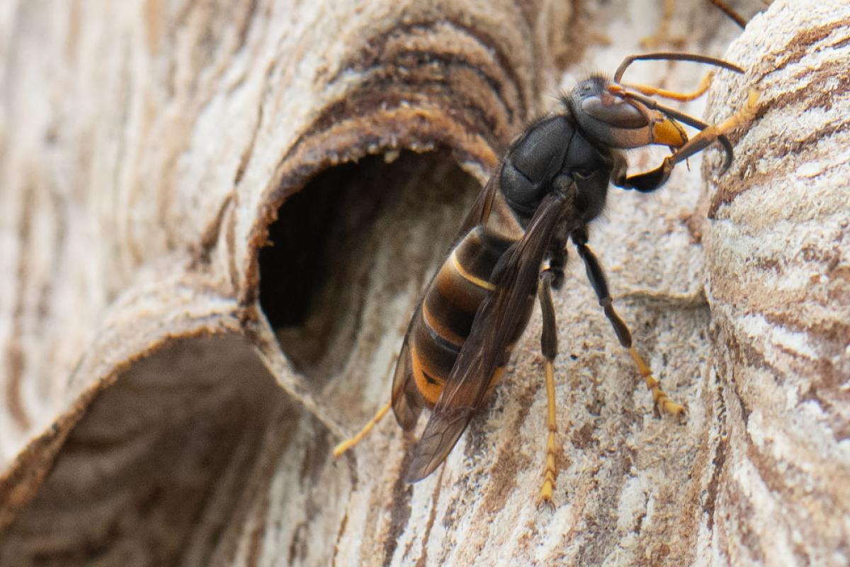 Una avispa asiática (Vespa velutina), en una imagen de archivo