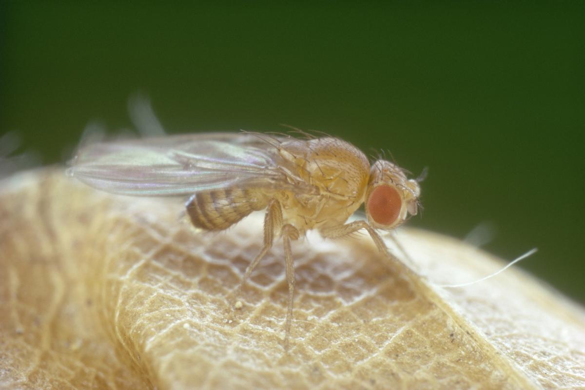 Mosca de la fruta