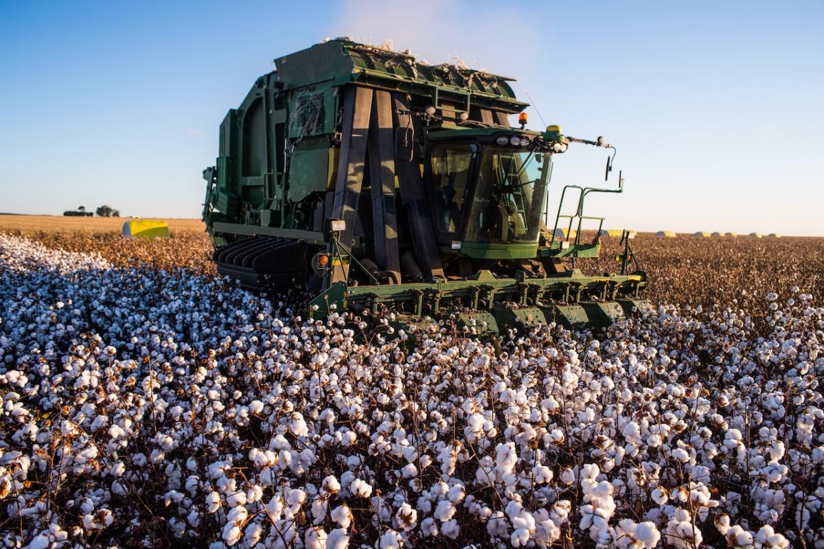 Una cosechadora recoge algodón en una plantación de algodón.