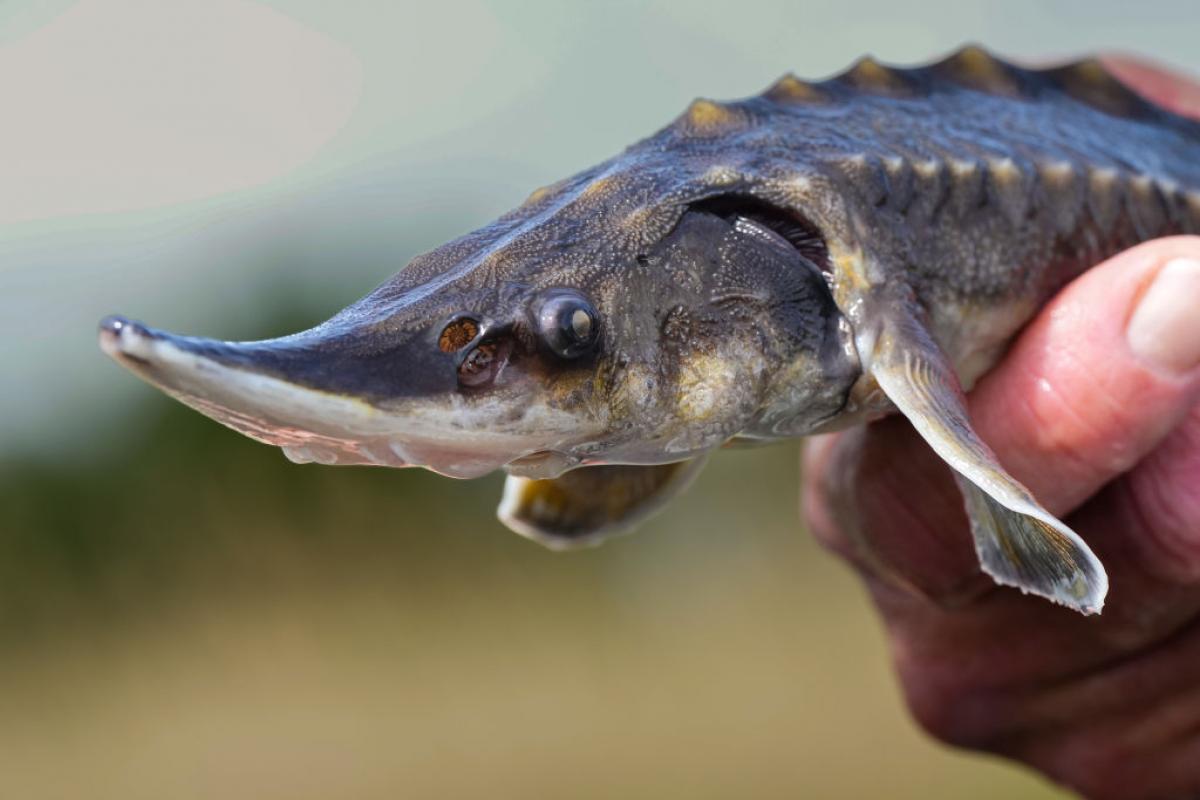 Un esturión, en una imagen de archivo