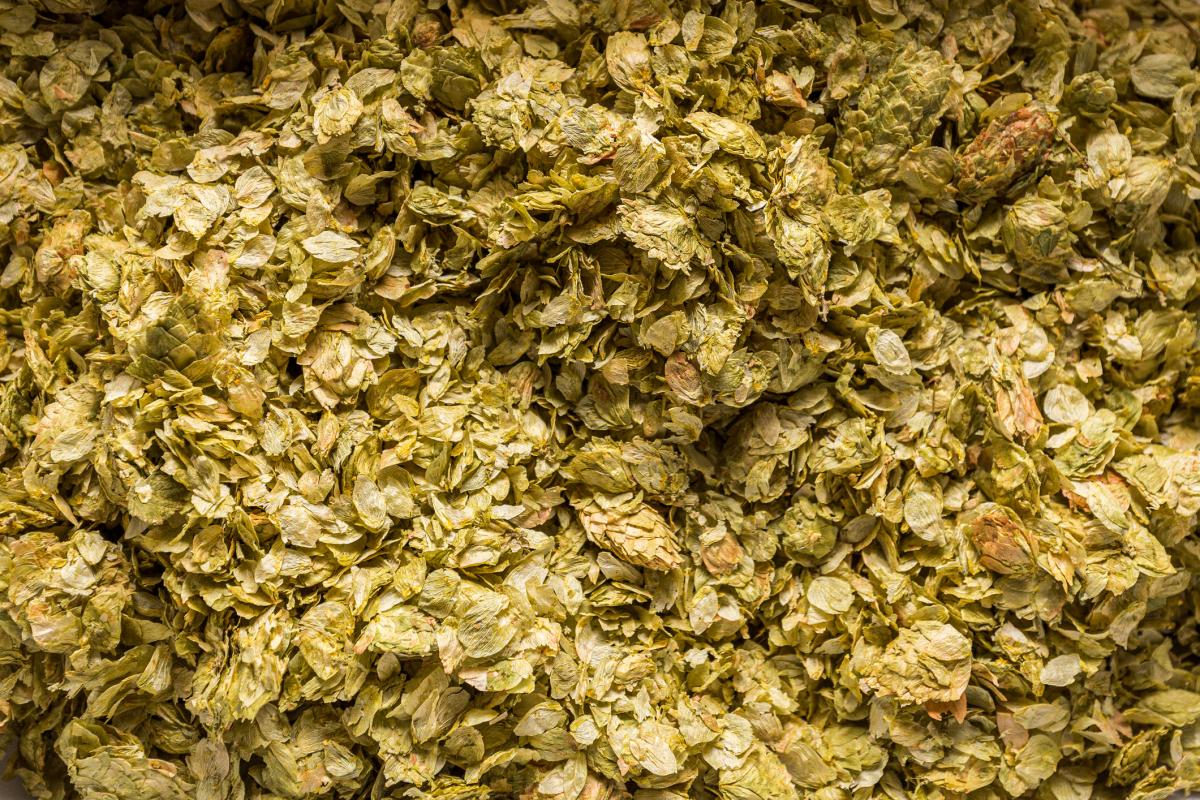 Imagen de archivo de lúpulo recogido para la elaboración de bebidas alcohólicas.