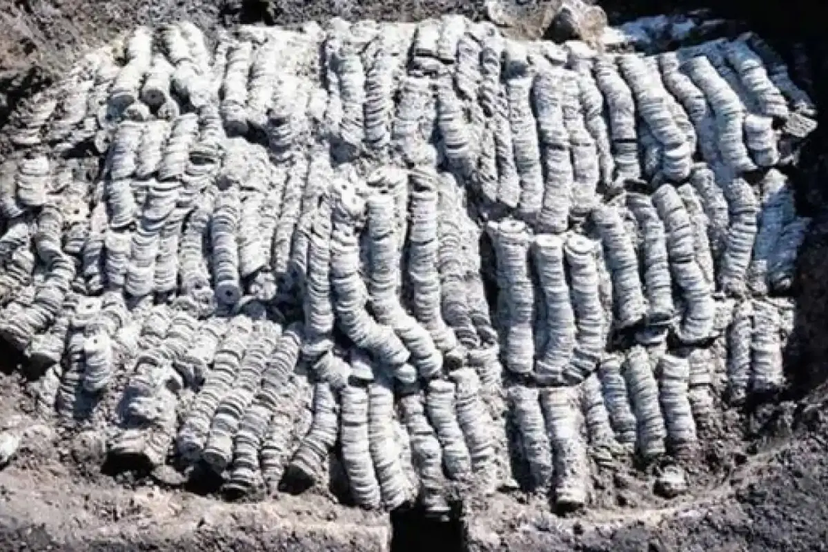 Vista de los fardos repletos de monedas antiguas.