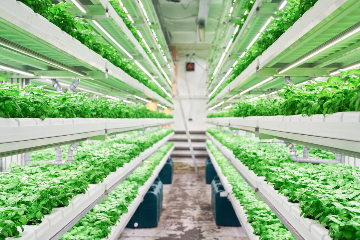 Imagen de archivo de un cultivo hidropónico en vertical.