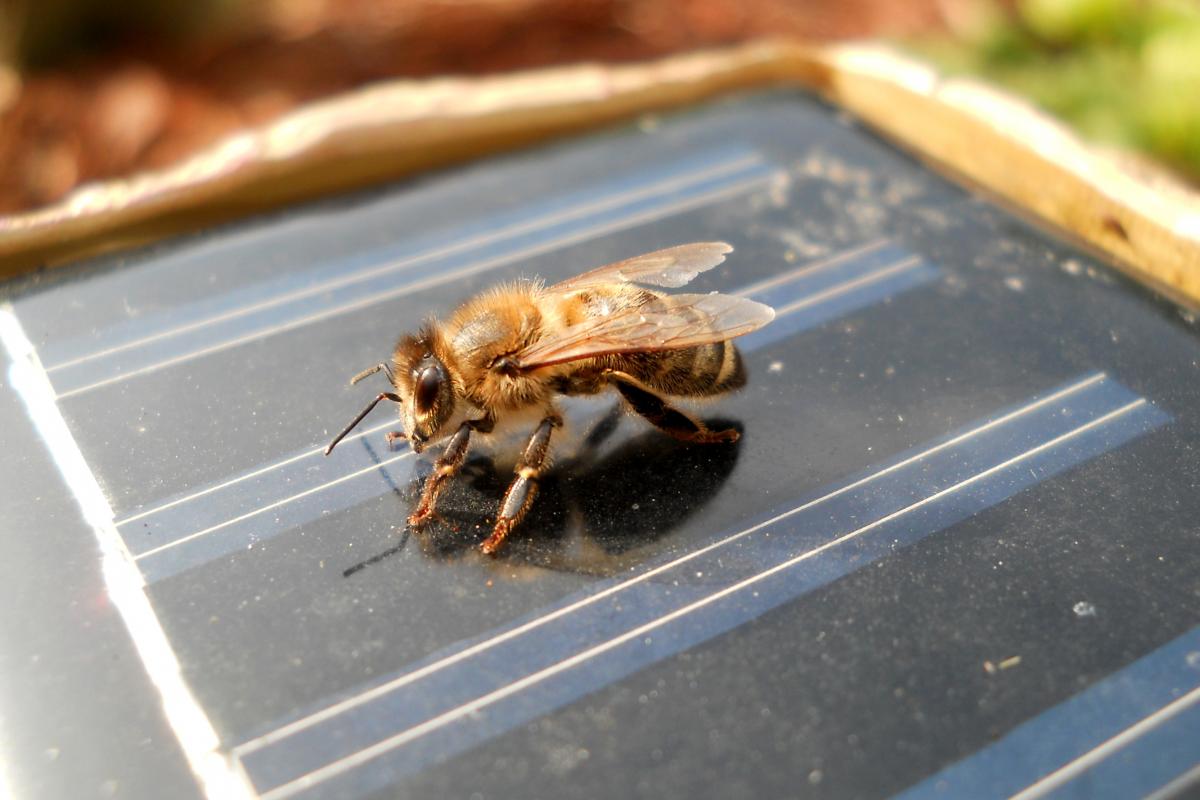 Imagen de archivo de una abeja posada sobre una panel solar.