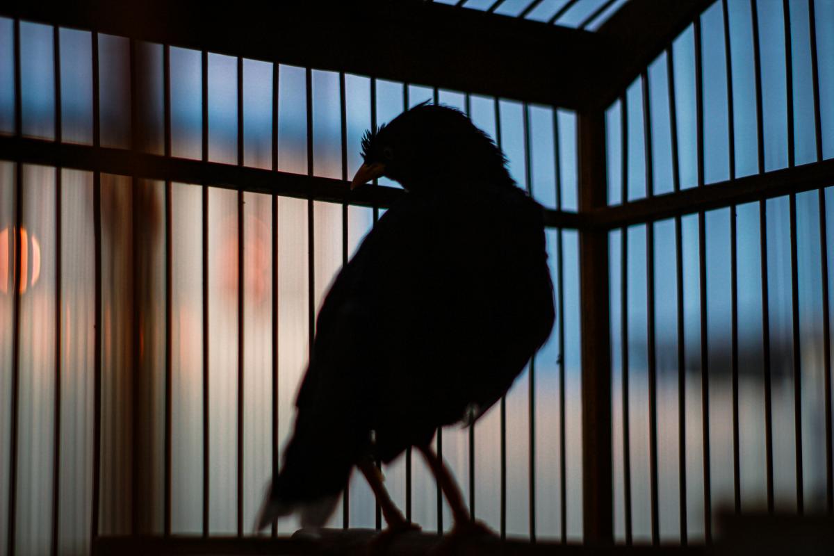 Foto de archivo de un pájaro en una jaula.