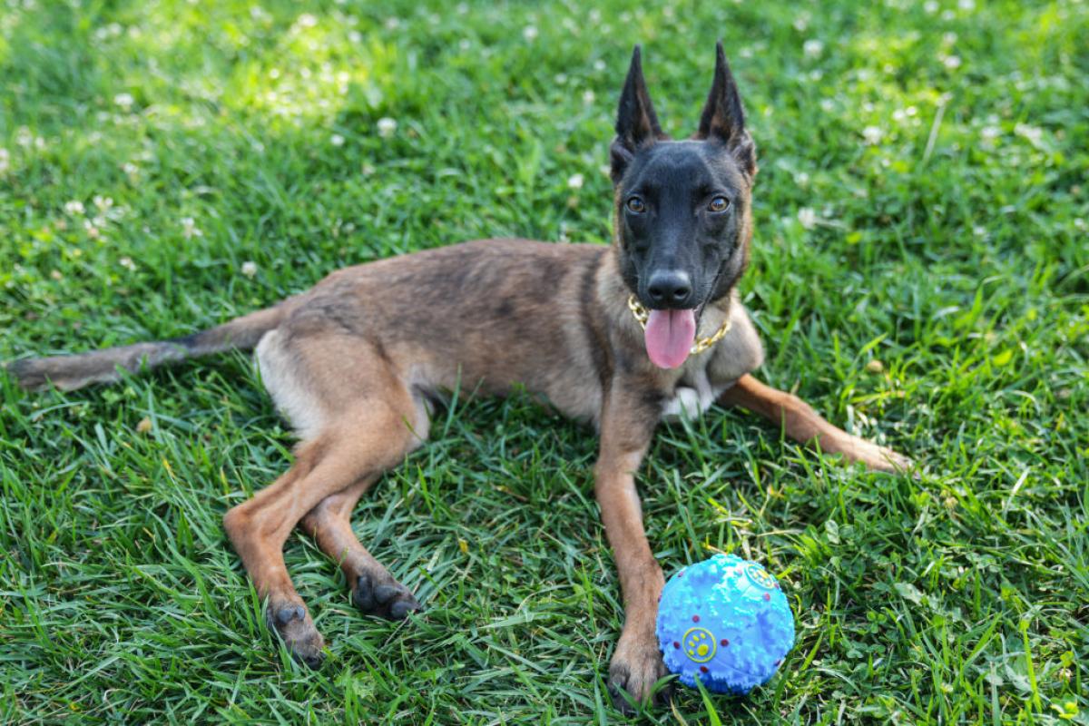 Un Pastor Belga Malinois de 9 meses juega con una pelota.