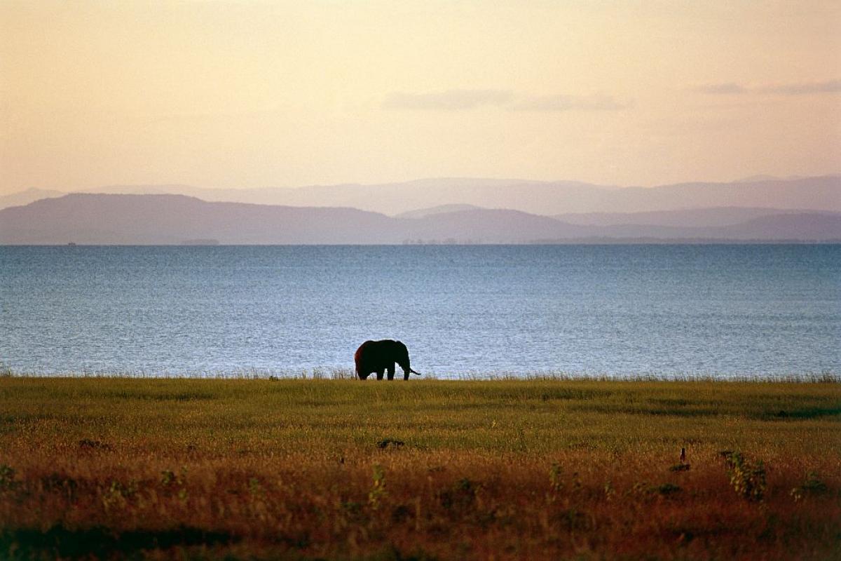 Un elefante recorre una orilla del lago Kariba.