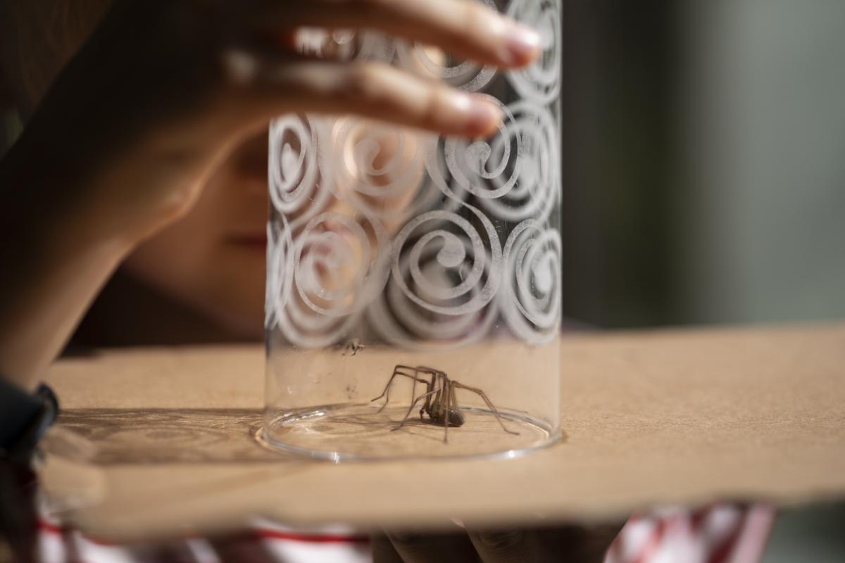Una niña captura una araña que ha entrado en su hogar.