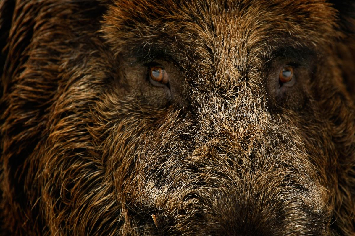 Imagen de archivo de un plano detalle de un jabalí.