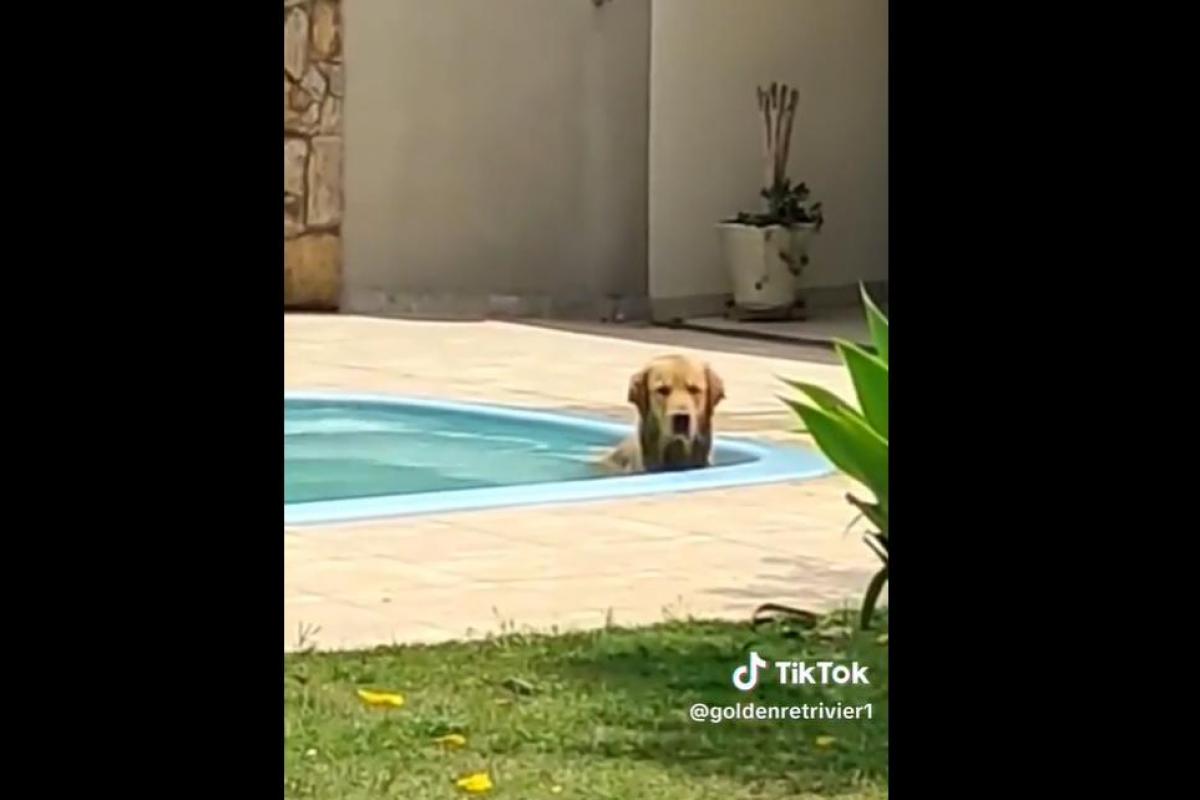 Foto del tiktok de @goldenretrivier1