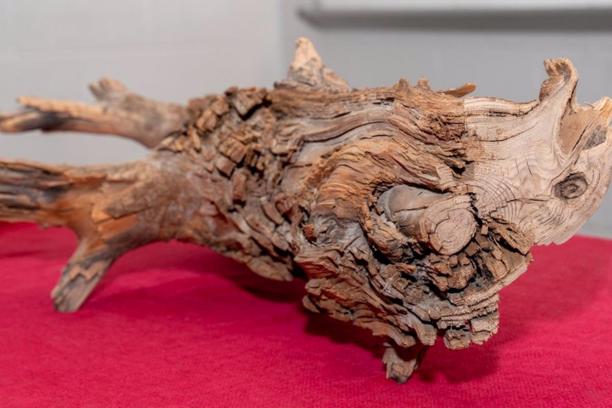 Los investigadores dicen que un suelo arcilloso de baja permeabilidad contribuyó a la notable conservación de este antiguo tronco