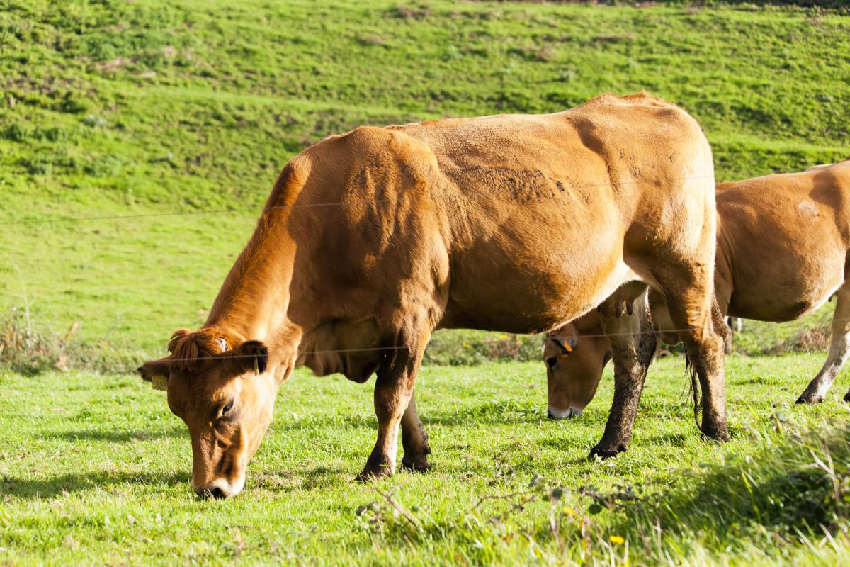Una vaca rubia gallega se alimenta en uno de los prados de la provincia de Lugo.