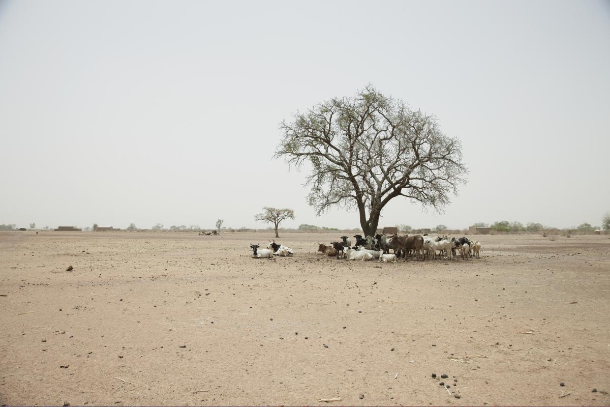 Vista de un paisaje desertificado en Malí.