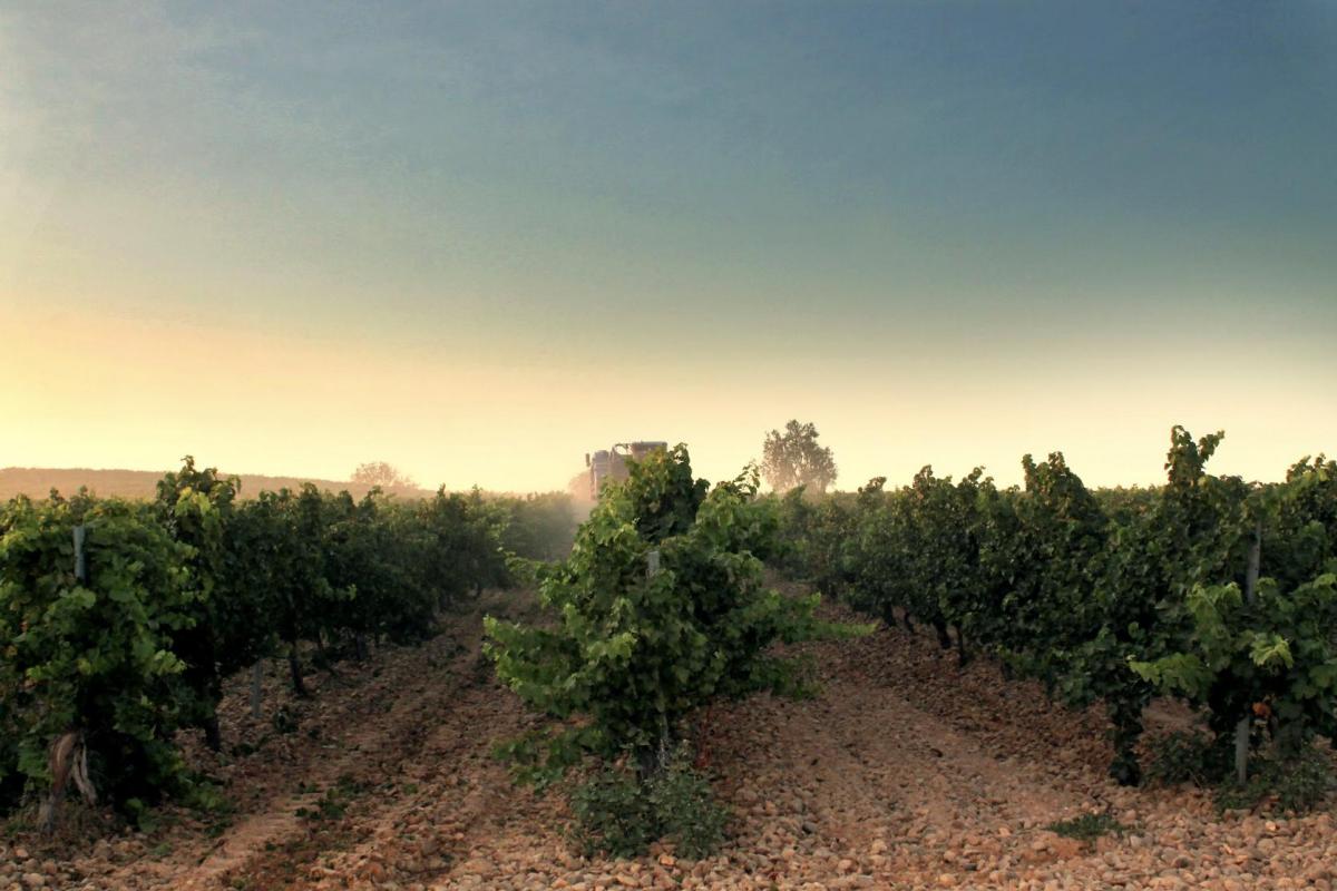 Viñedos de las Bodega Cuatro Rayas.