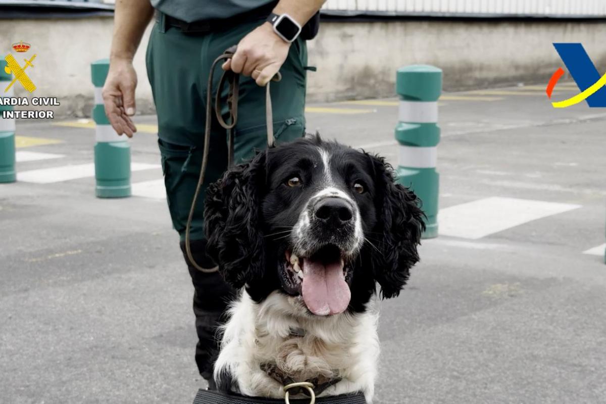 Imagen de Neo, el perro condecorado por la Guardia Civil de Cataluña.