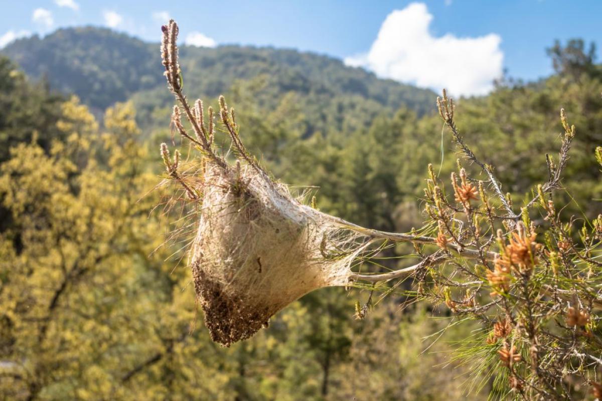 Un nido de procesionaria construido en la rama de un pino.