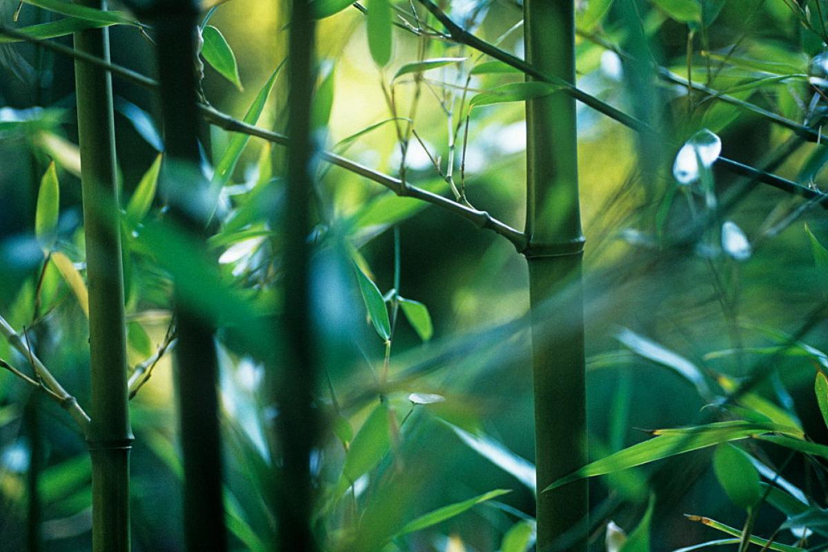 Imagen de una planta de bambú negro.