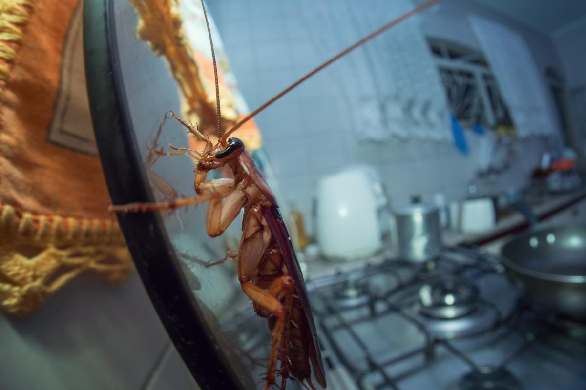 Una cucaracha en una cocina.