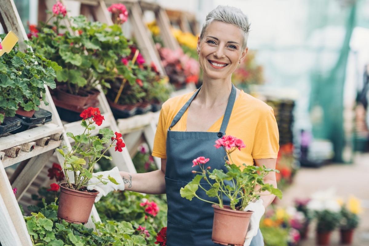 El truco para cuidar los geranios en invierno