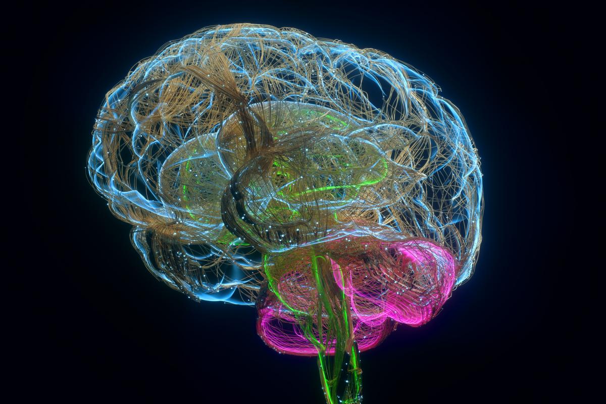 Ilustración de un cerebro.