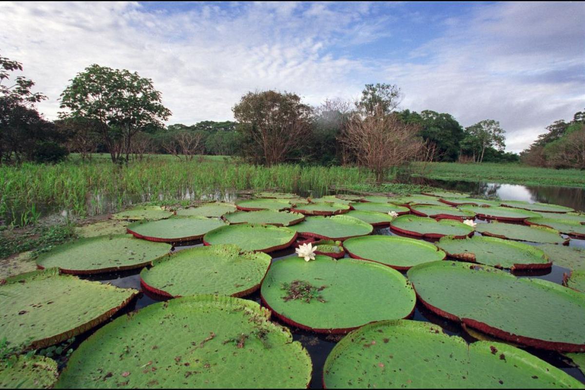 Ranas en un paraje de Brasil, en una imagen de archivo