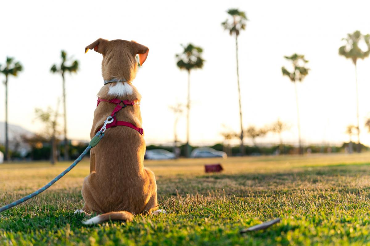 Un perro pasea en un parque.