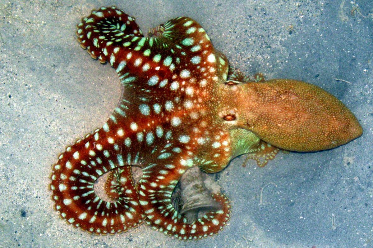 Un pulpo nada en las costas indias.