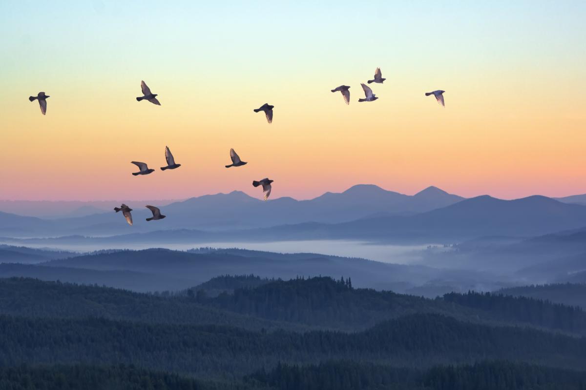 Un grupo de aves sobrevuela un sistema montañoso.